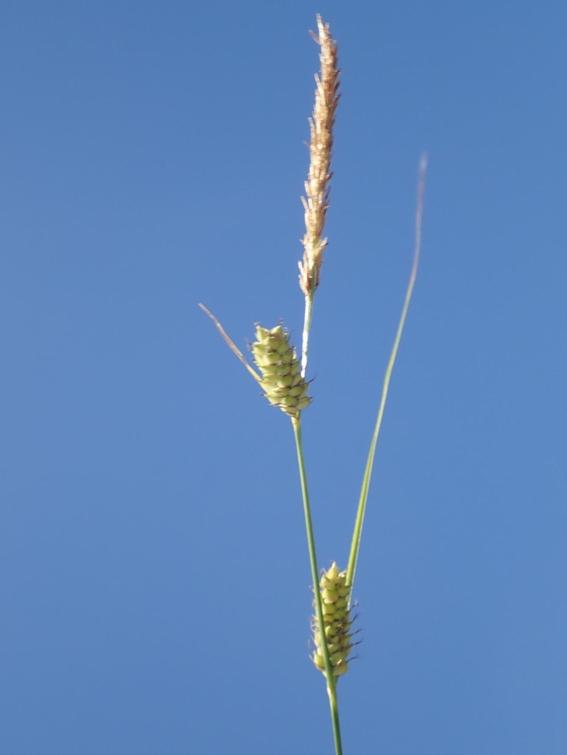 Woollyfruit Sedge photo 8