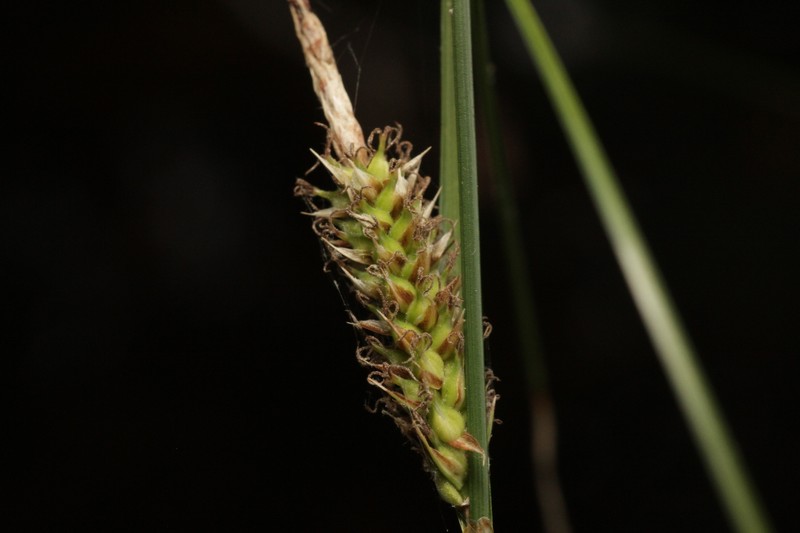 Carex lasiocarpa var. americana