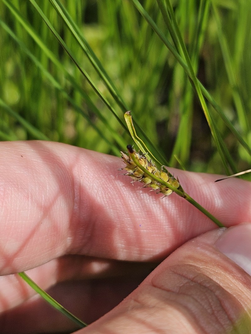 Carex lasiocarpa var. americana photo 2