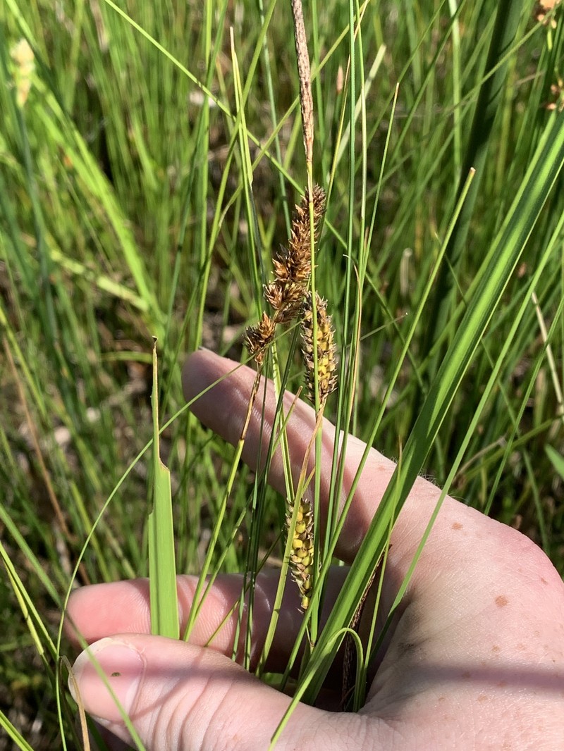 Carex lasiocarpa var. americana photo 4