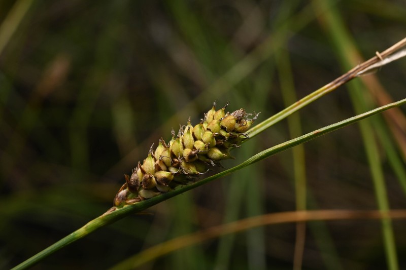 Carex lasiocarpa var. americana photo 5