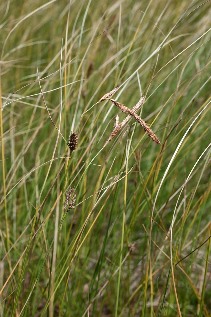 Carex lasiocarpa var. americana photo 6