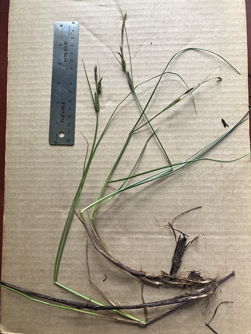 Carex lasiocarpa var. americana photo 8