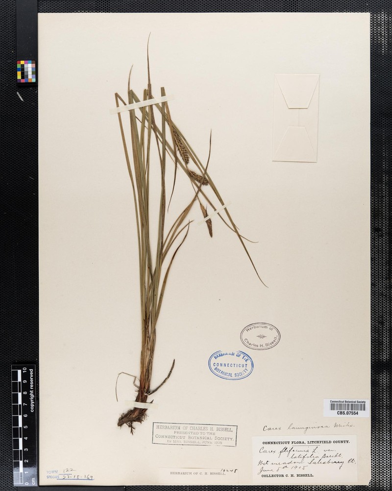 Carex lasiocarpa var. lasiocarpa
