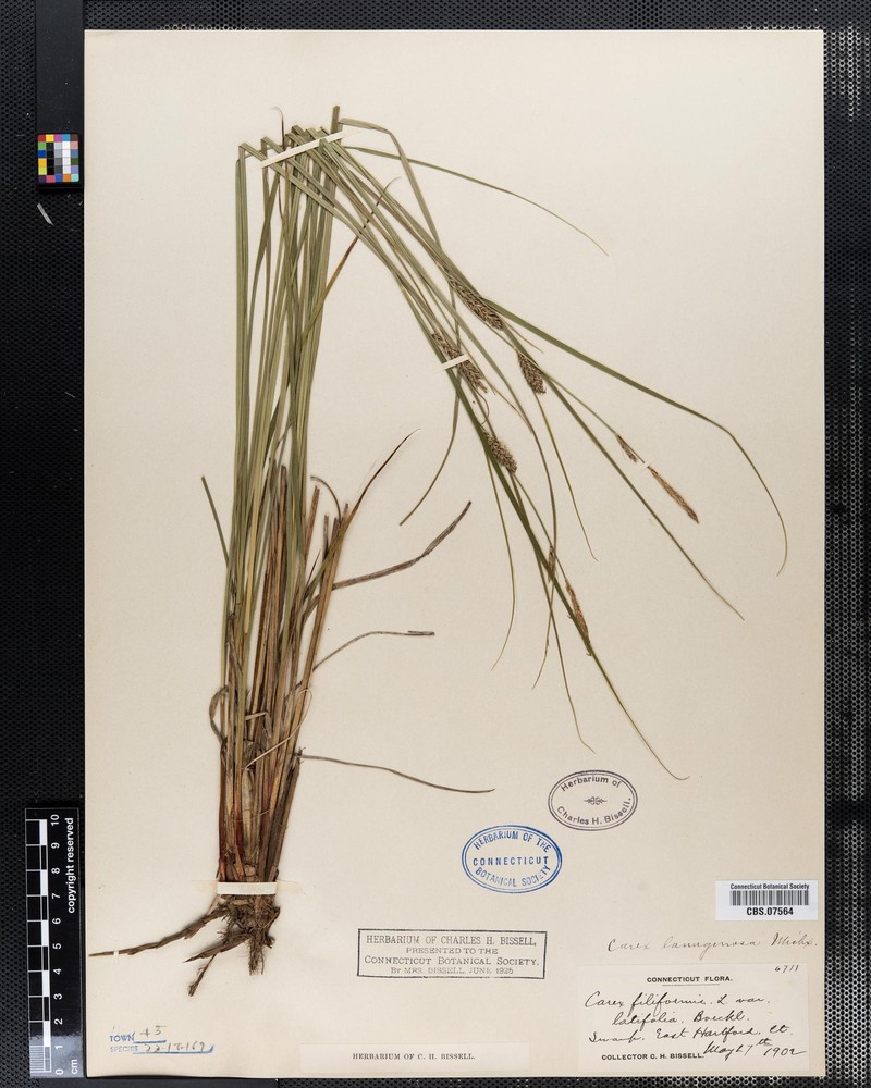 Carex lasiocarpa var. lasiocarpa photo 2