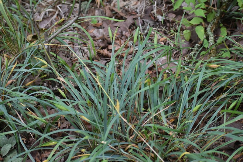 Waterfall's Sedge