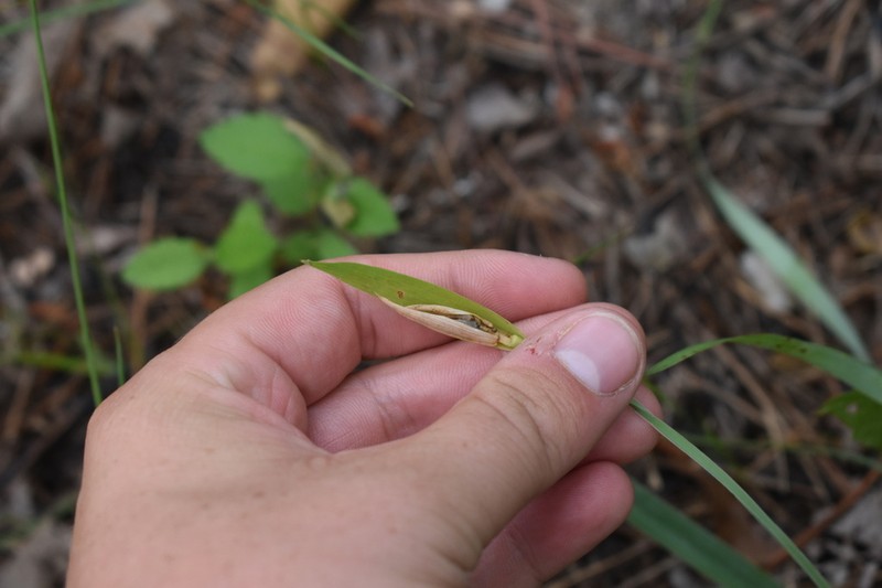 Waterfall's Sedge photo 2