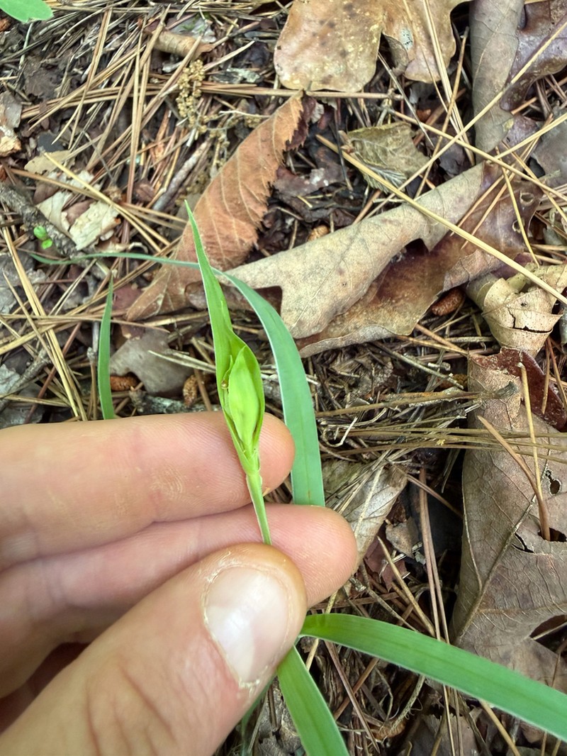 Waterfall's Sedge photo 3
