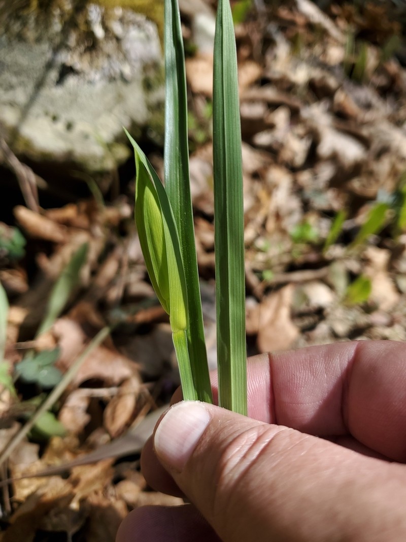 Waterfall's Sedge photo 6