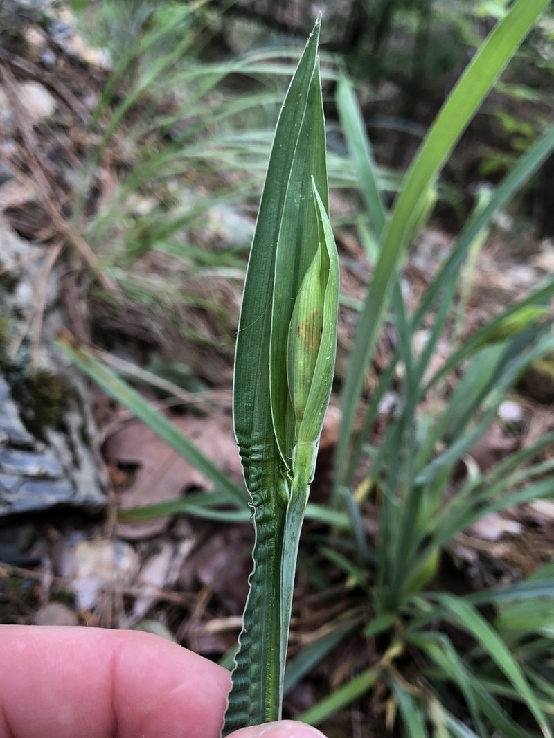 Waterfall's Sedge photo 7