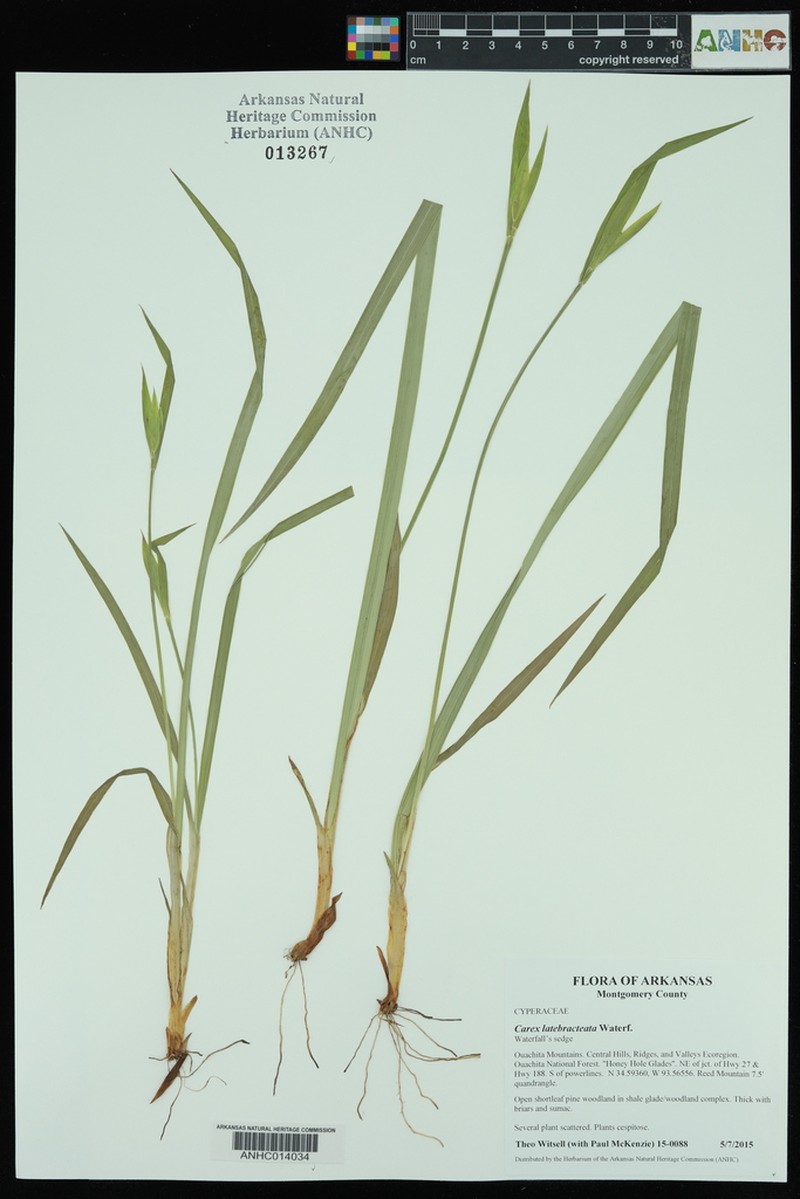 Waterfall's Sedge photo 8