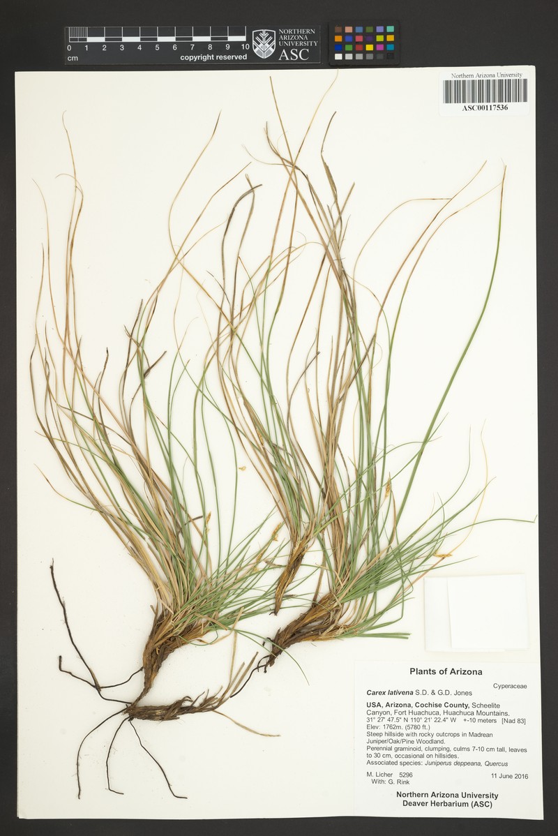 Broadvein Sedge