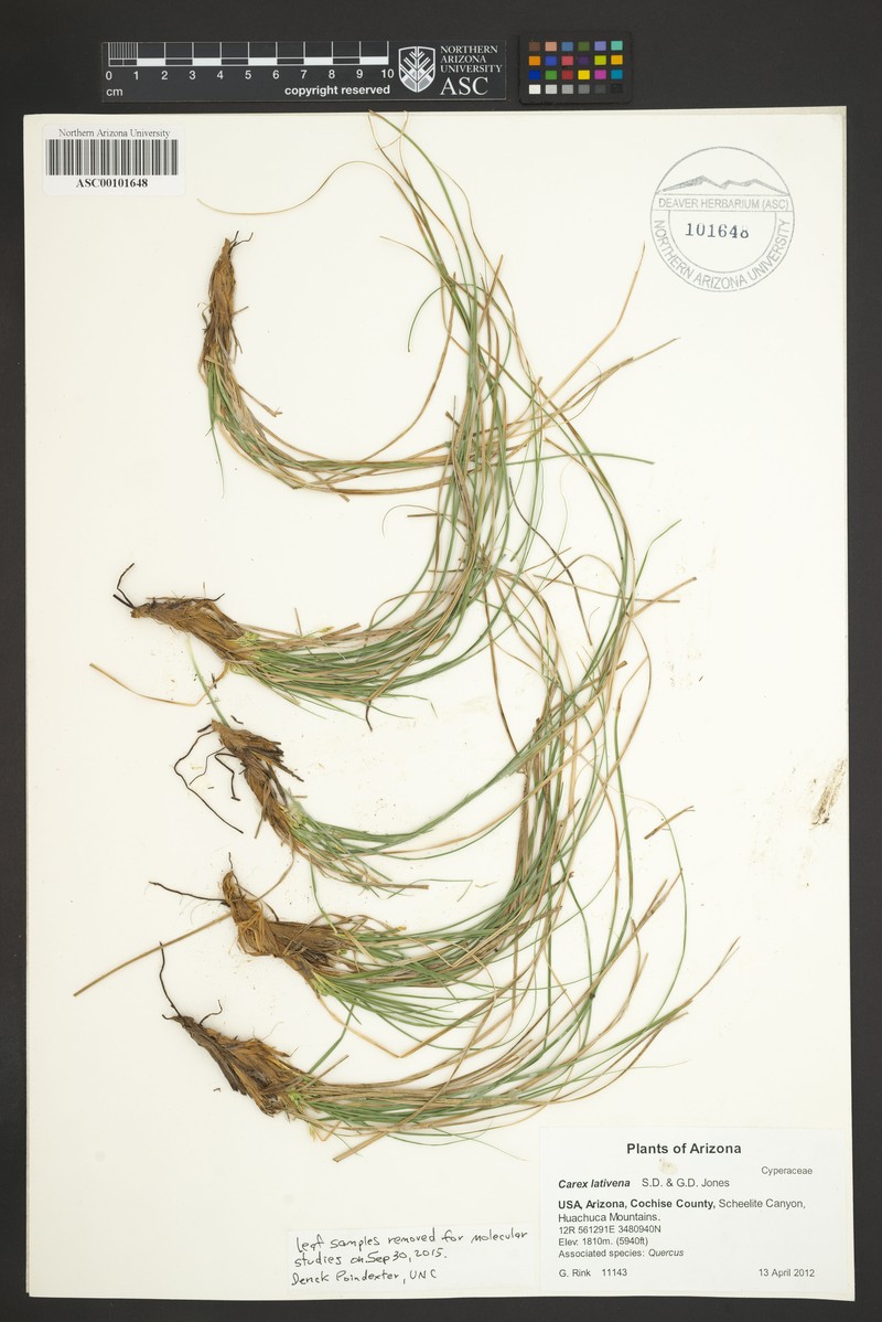 Broadvein Sedge photo 2