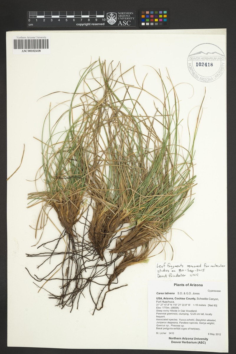 Broadvein Sedge photo 3