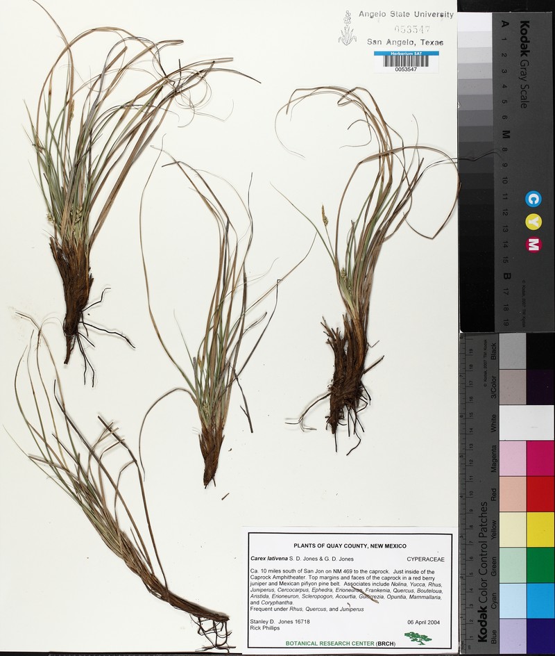 Broadvein Sedge photo 4