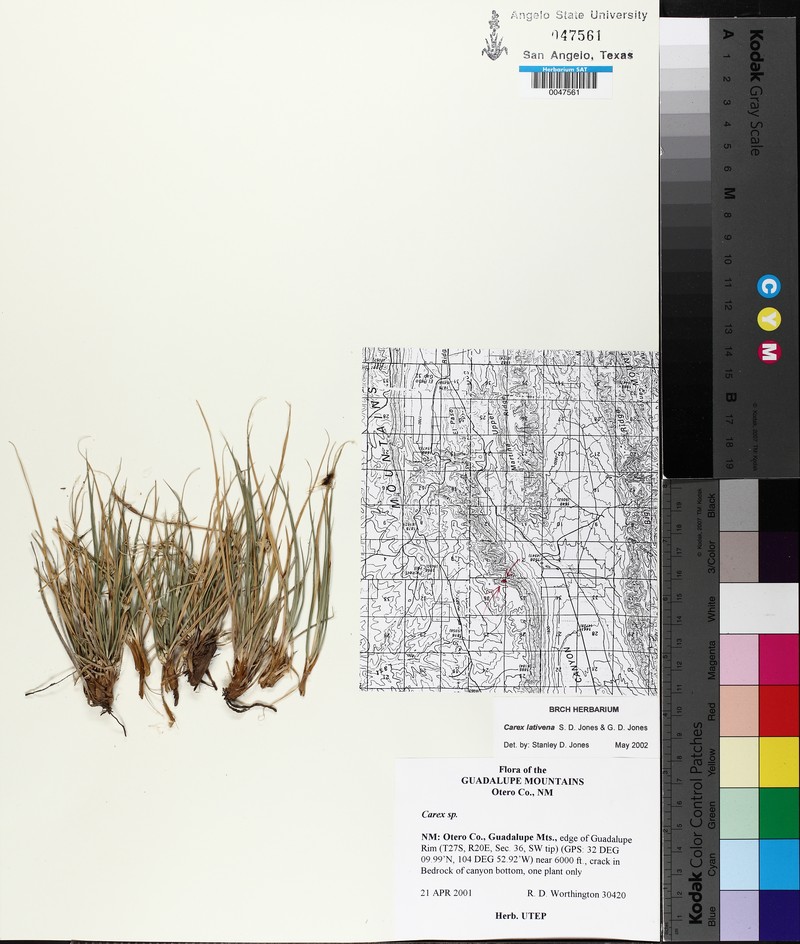 Broadvein Sedge photo 5