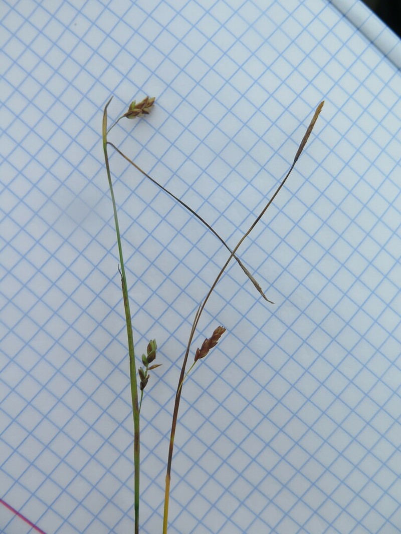 Weak Sedge