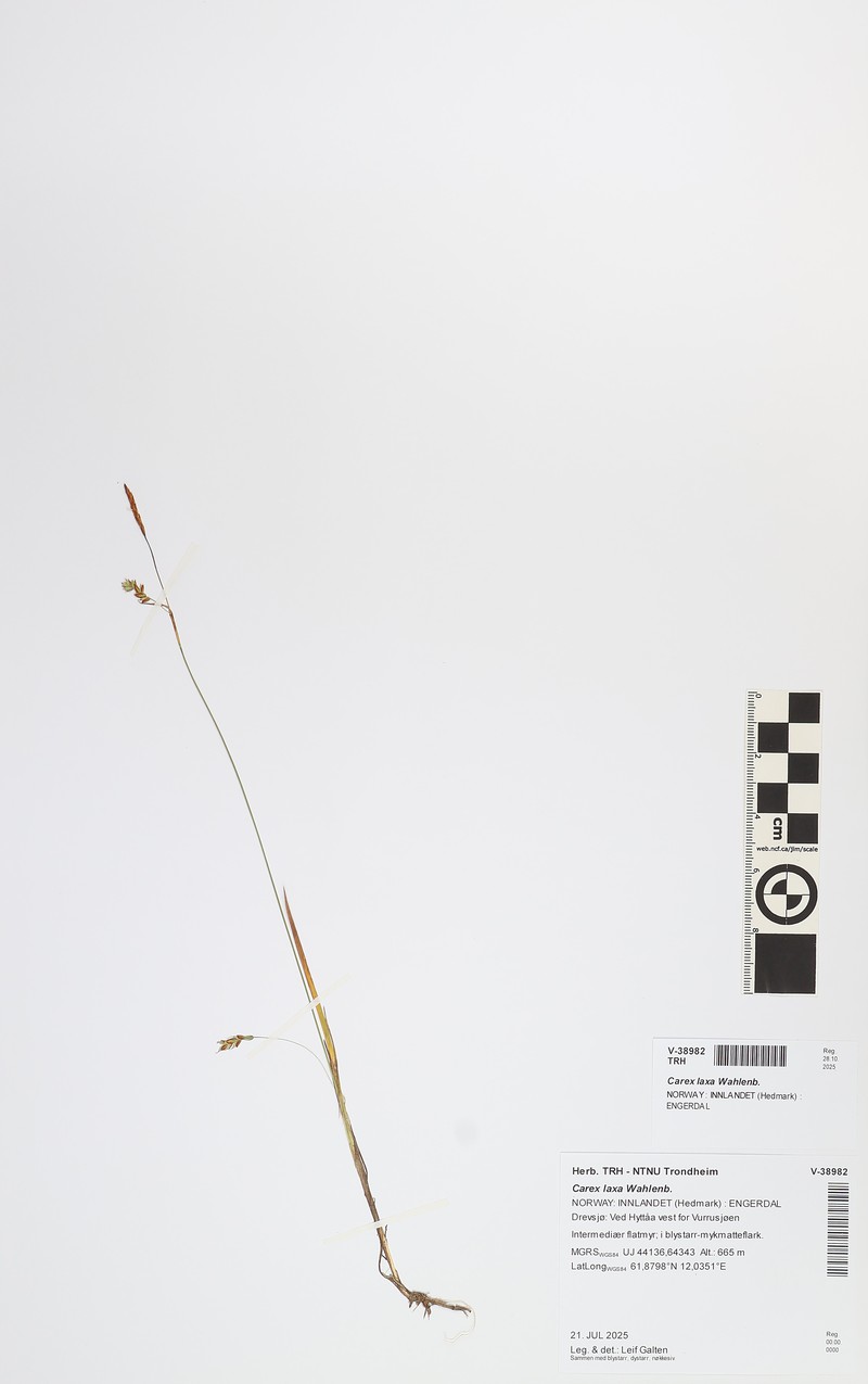 Weak Sedge photo 2