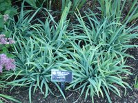 Spreading Sedge