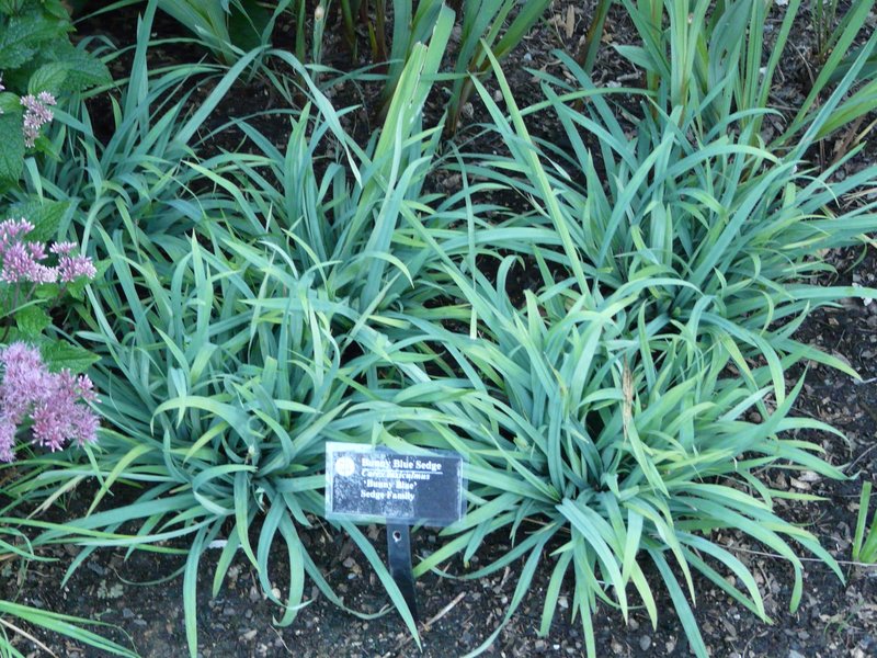 Spreading Sedge
