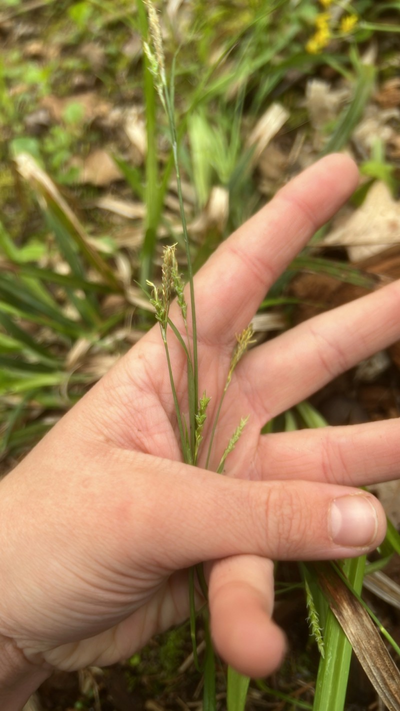 Spreading Sedge photo 5