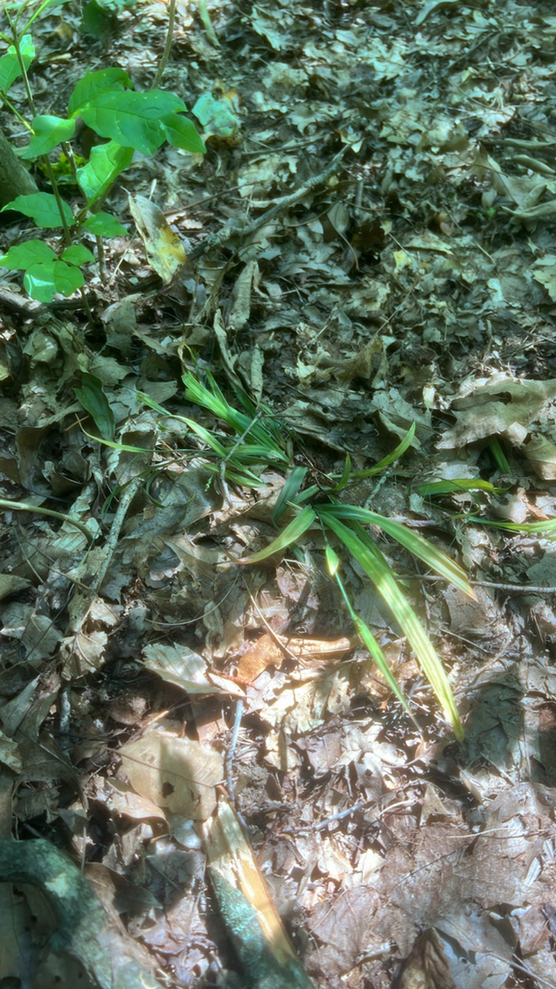 Spreading Sedge photo 6