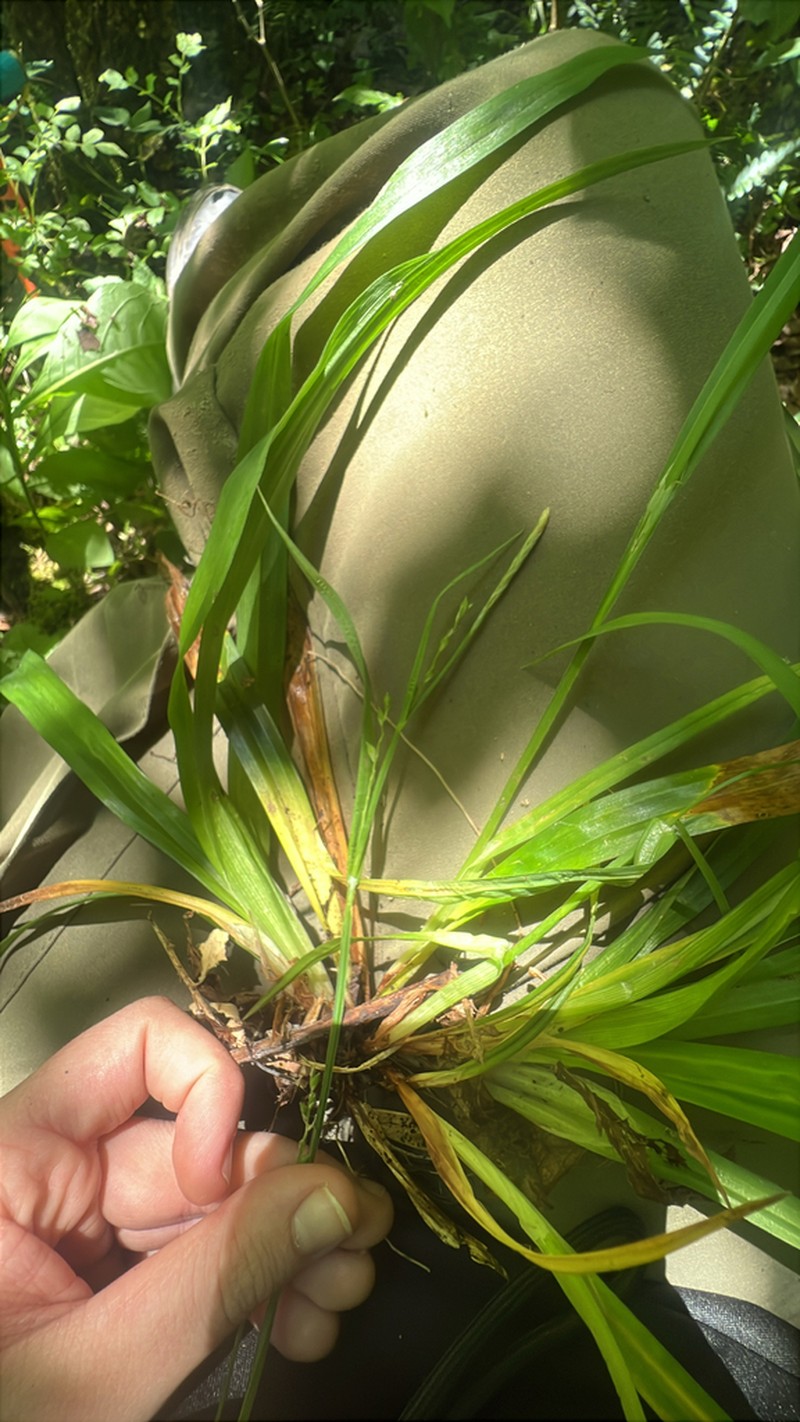 Spreading Sedge photo 7
