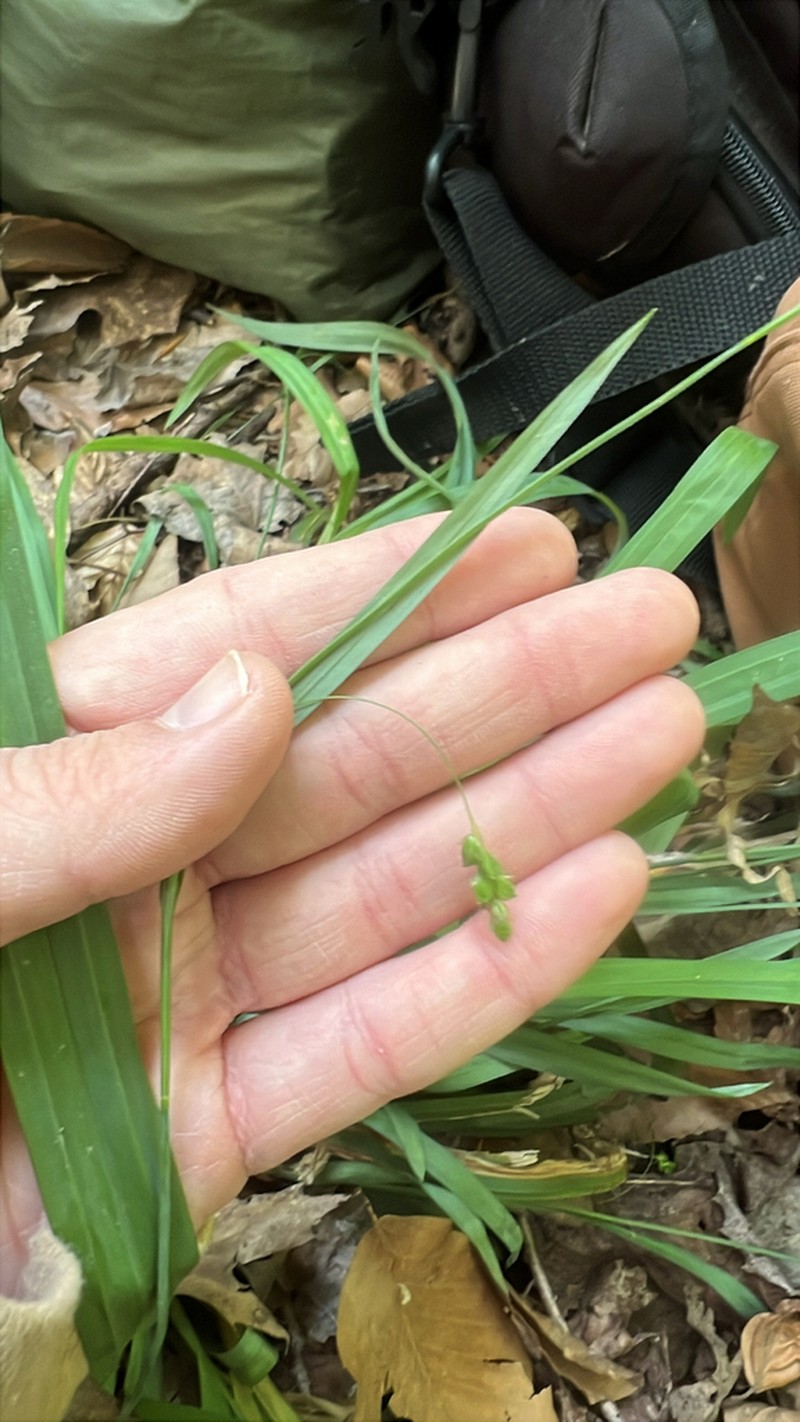 Spreading Sedge photo 8