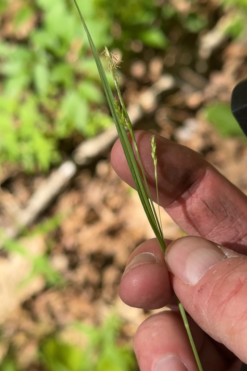 Carex laxiculmis var. copulata