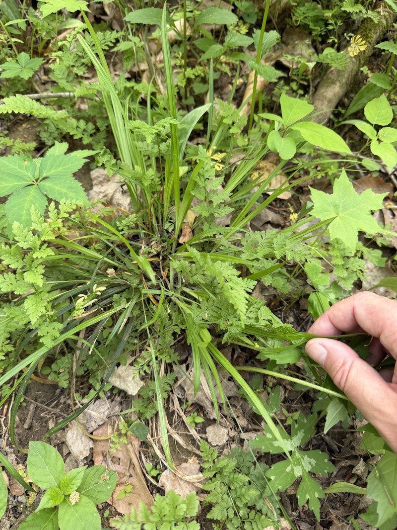 Carex laxiculmis var. copulata photo 2