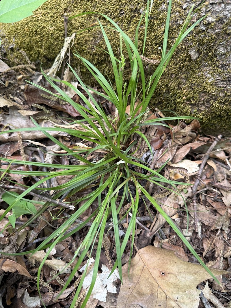 Carex laxiculmis var. copulata photo 3