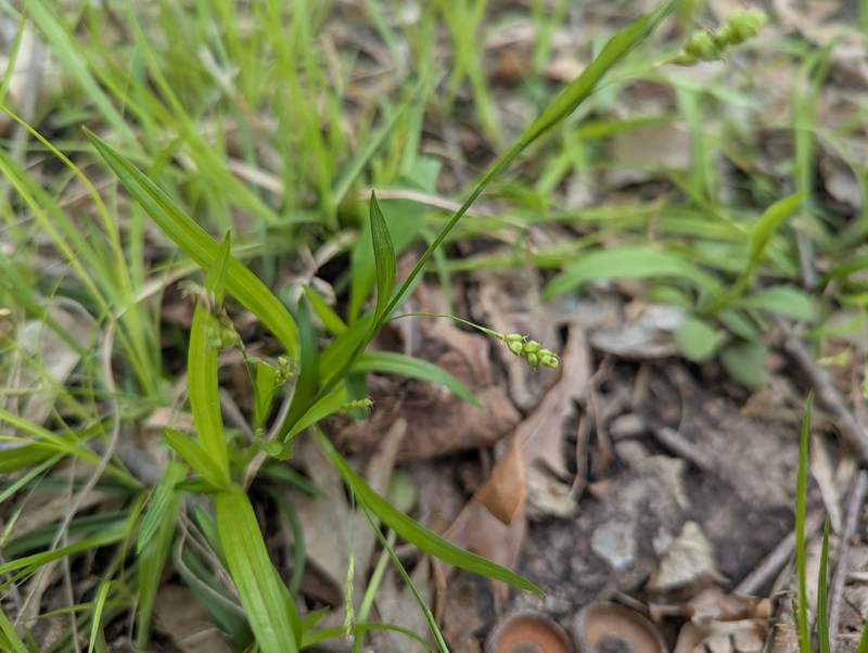 Carex laxiculmis var. copulata photo 4