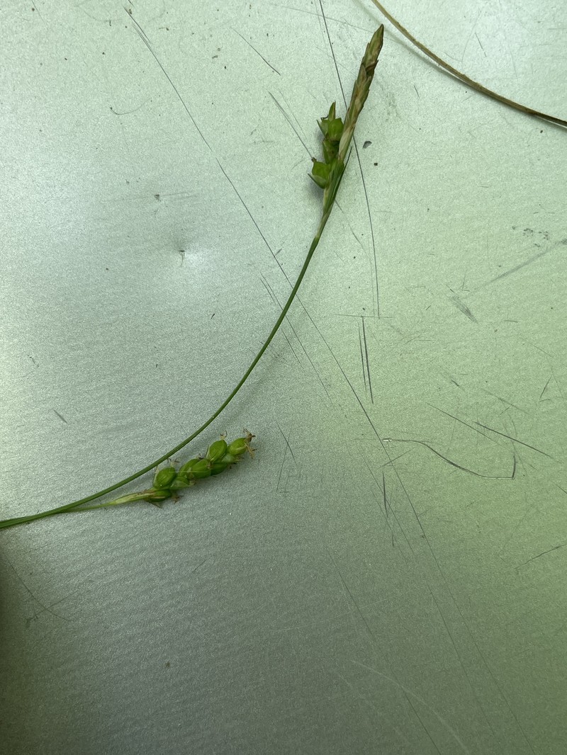 Carex laxiculmis var. copulata photo 5