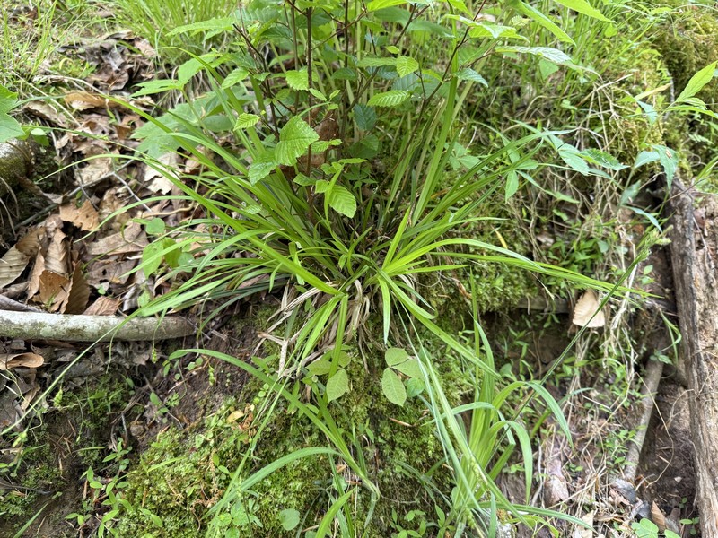 Carex laxiculmis var. copulata photo 6