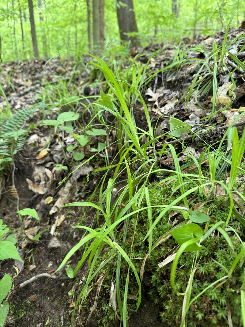 Carex laxiculmis var. copulata photo 7