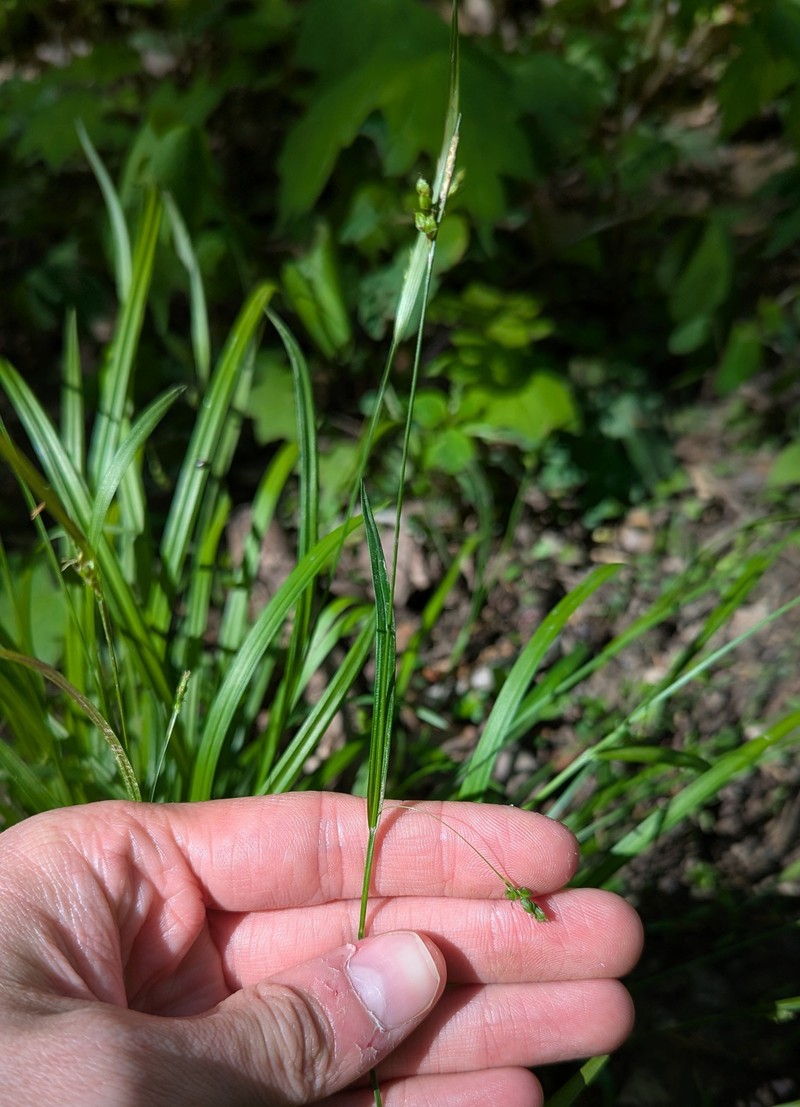 Carex laxiculmis var. copulata photo 8