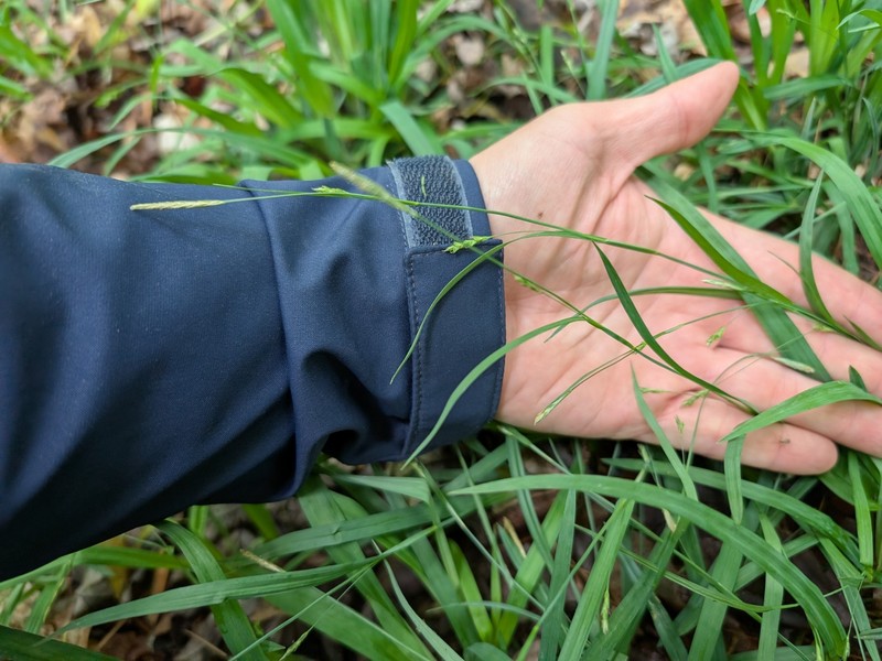 Carex laxiculmis var. laxiculmis