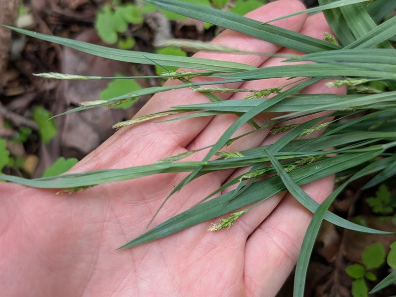 Carex laxiculmis var. laxiculmis photo 2