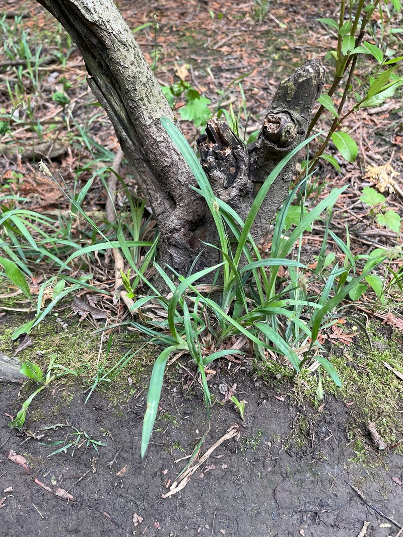 Carex laxiculmis var. laxiculmis photo 3