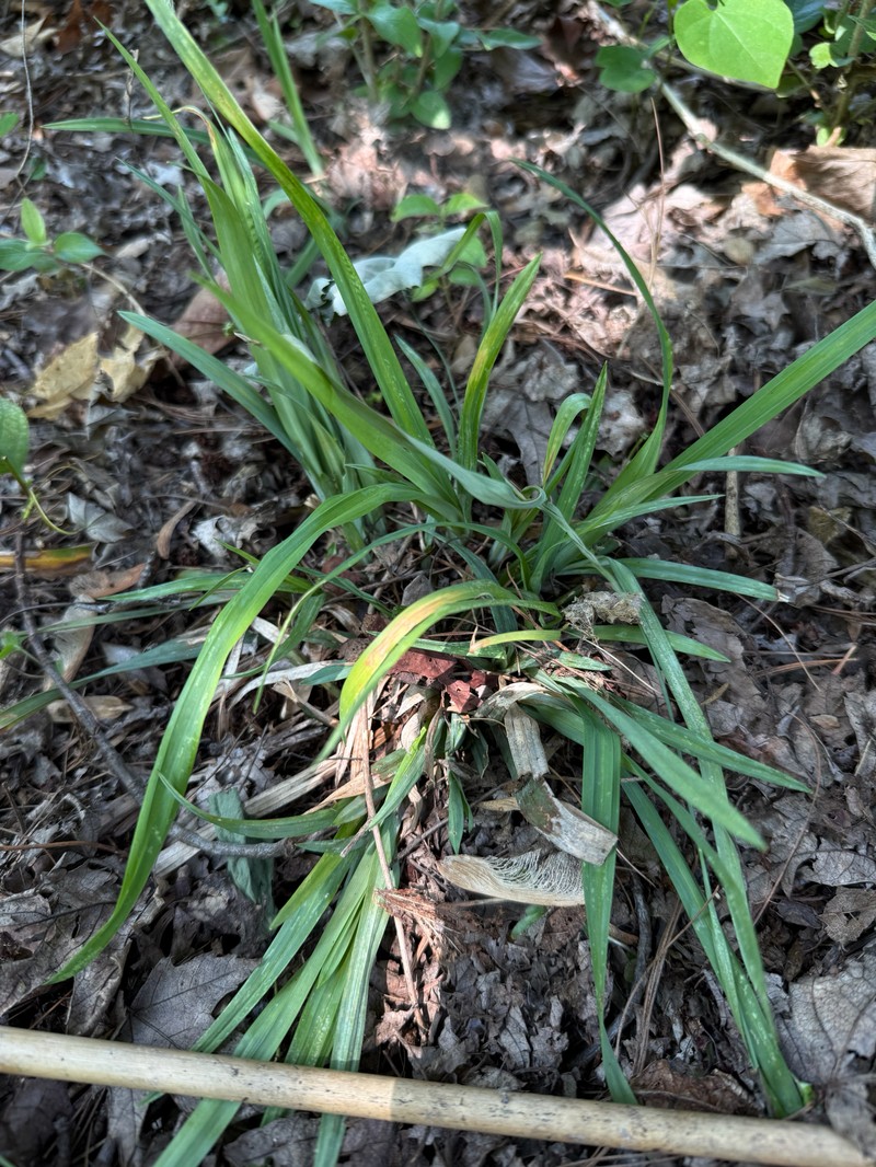 Carex laxiculmis var. laxiculmis photo 4