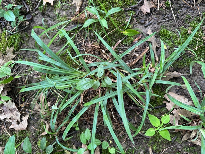 Carex laxiculmis var. laxiculmis photo 5