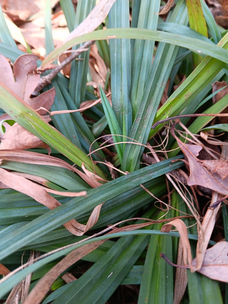 Carex laxiculmis var. laxiculmis photo 8