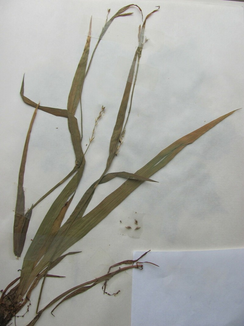 Broad Looseflower Sedge
