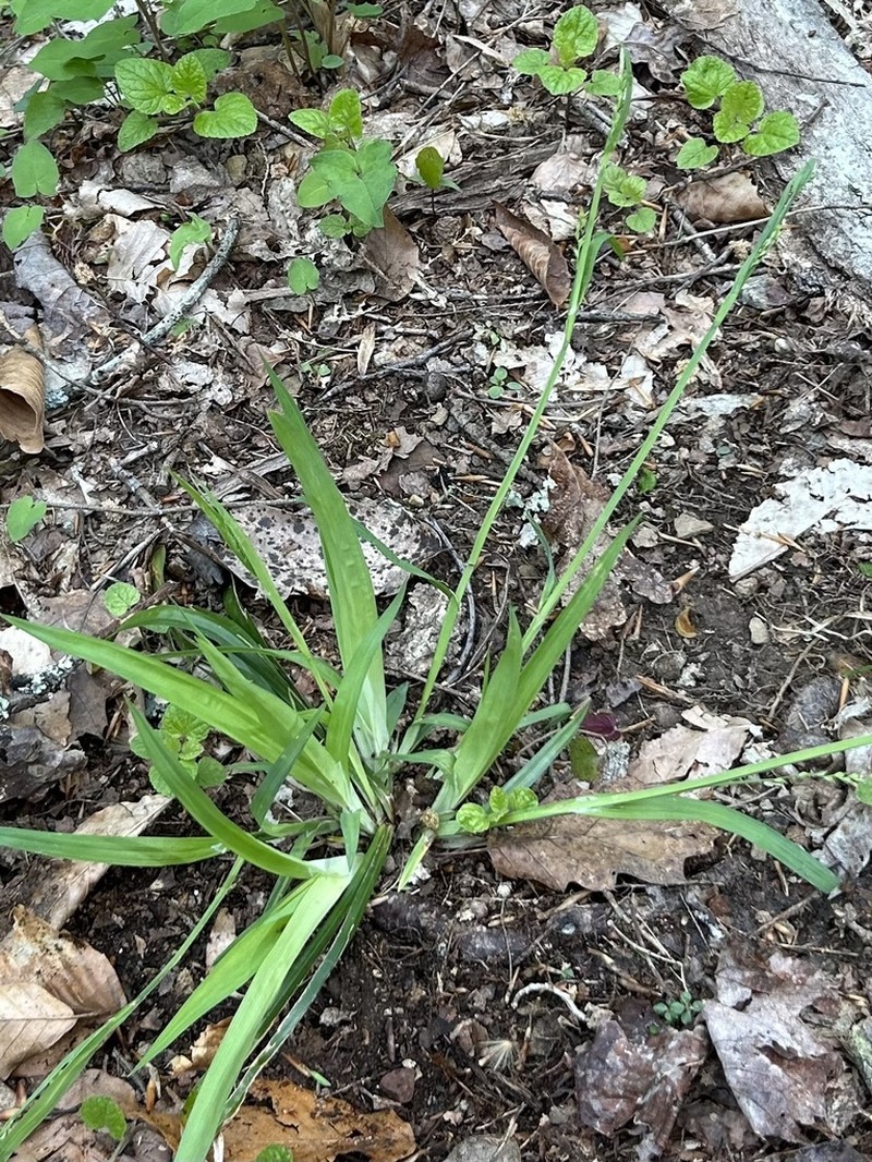 Broad Looseflower Sedge photo 2