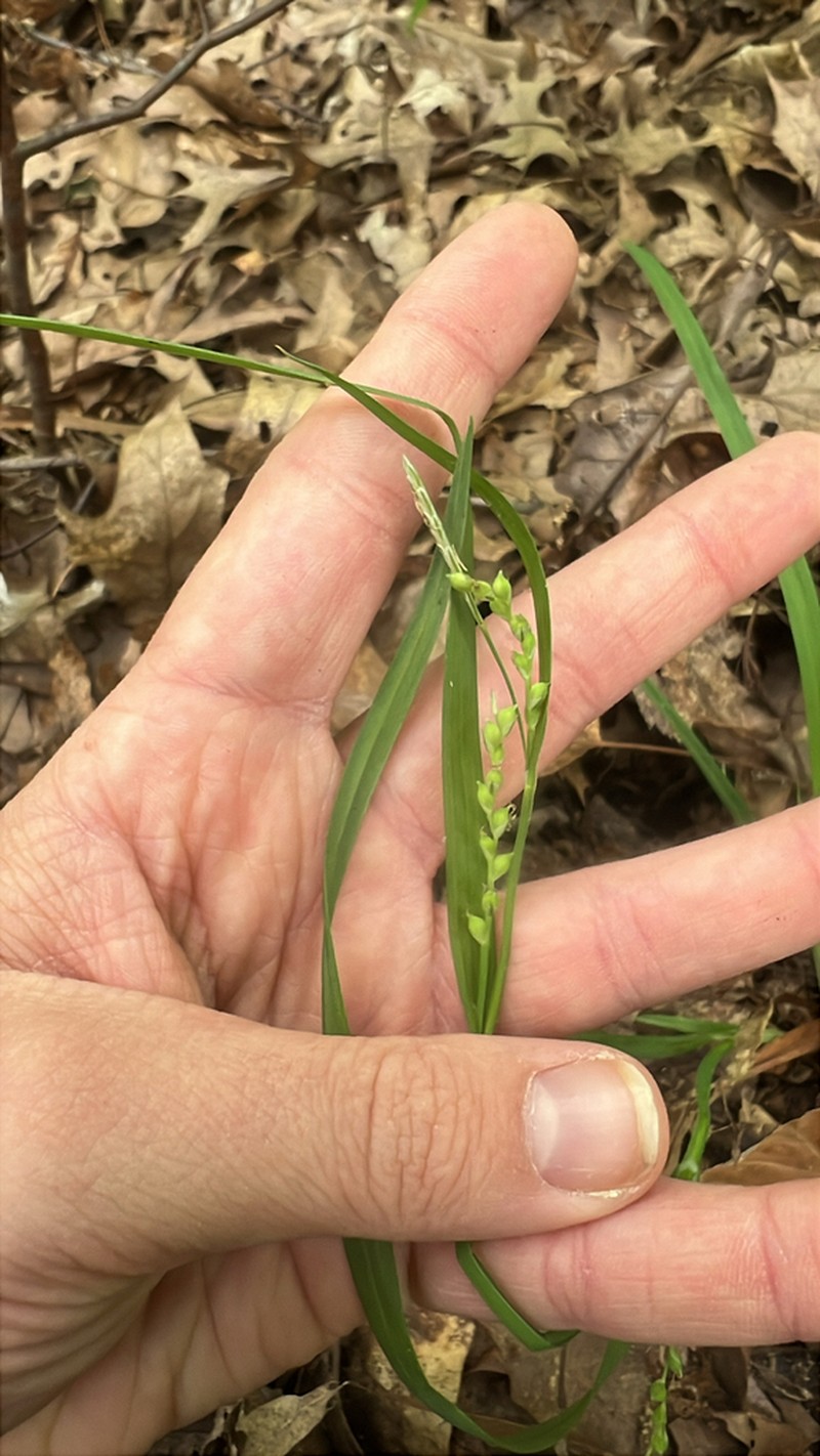 Broad Looseflower Sedge photo 4
