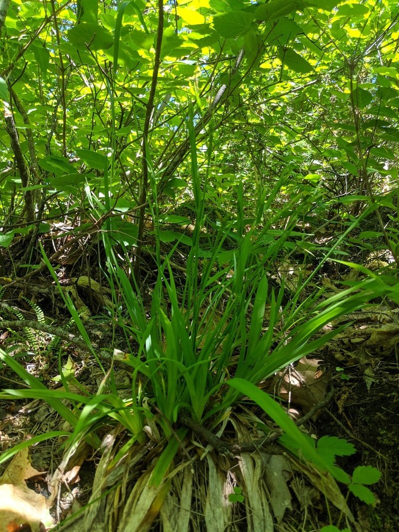 Broad Looseflower Sedge photo 5