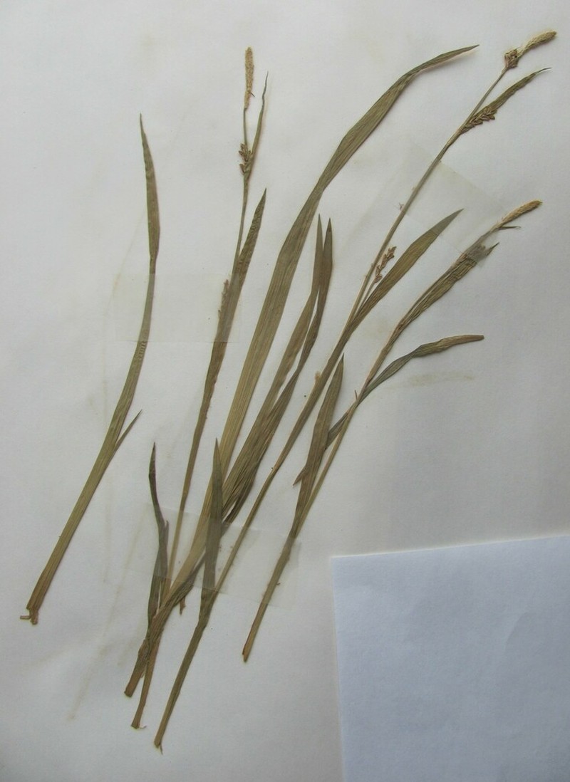 Broad Looseflower Sedge photo 6