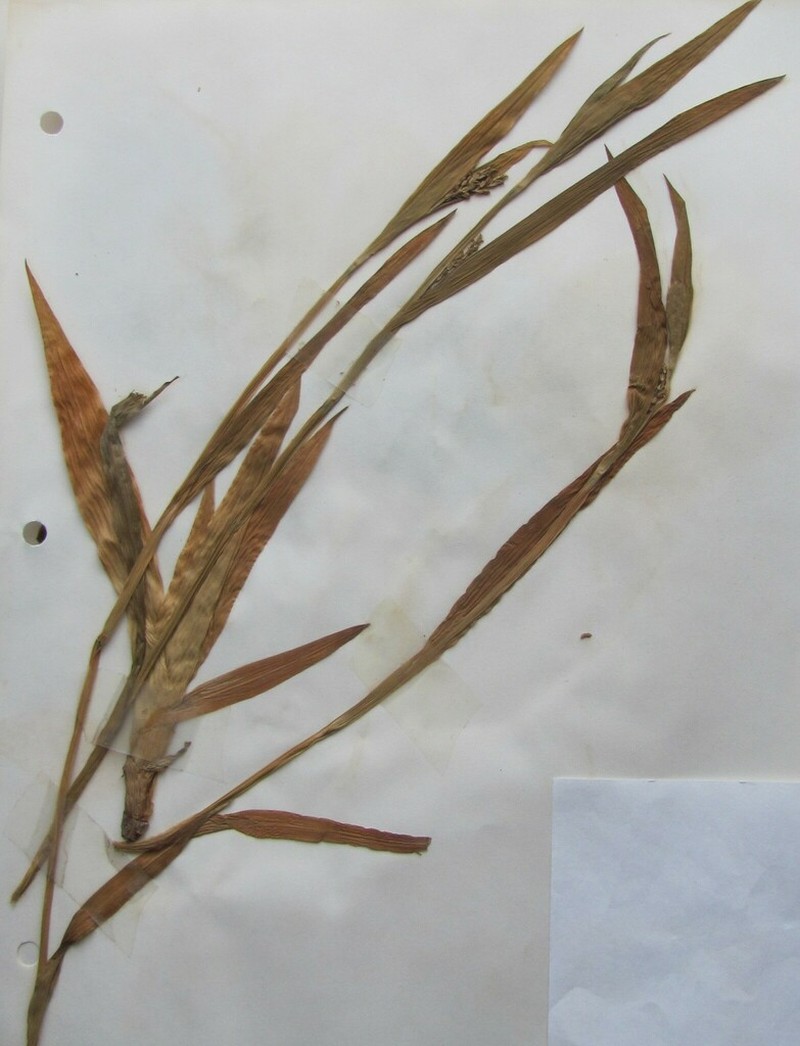 Broad Looseflower Sedge photo 7