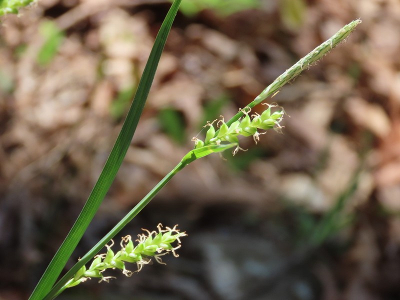 Broad Looseflower Sedge photo 8