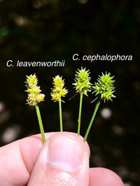 Leavenworth's Sedge
